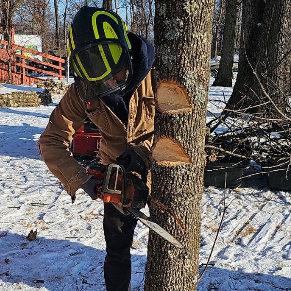 Guy using Chainsaw to cut tree