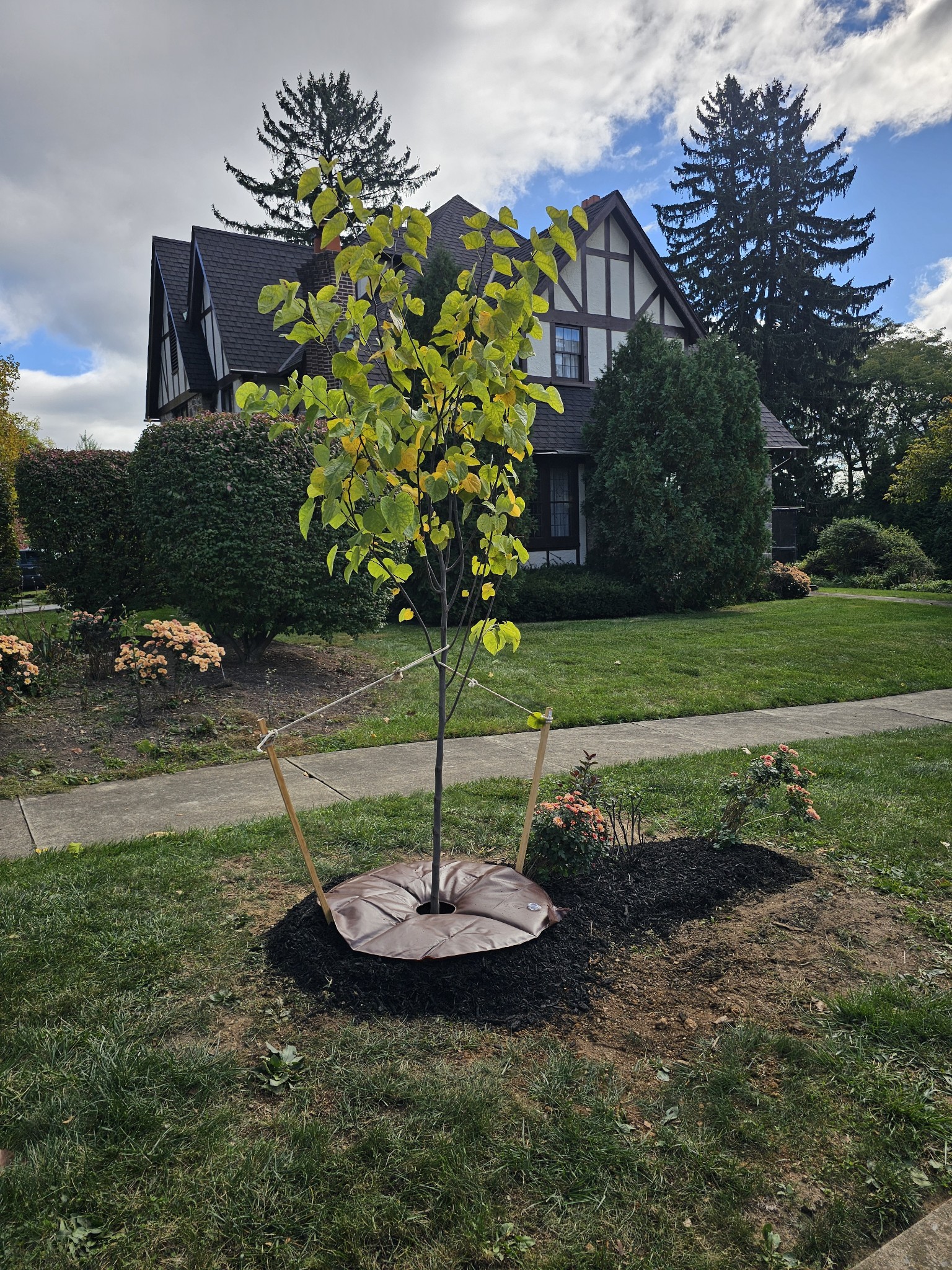 Expert tree planting and young tree care services in the Lehigh Valley by Harmony Tree.