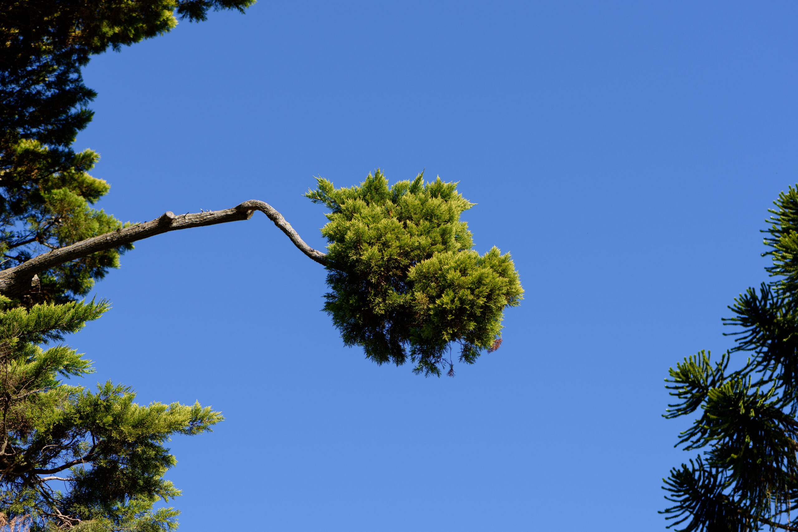 Exotic pine branches in blue sky background