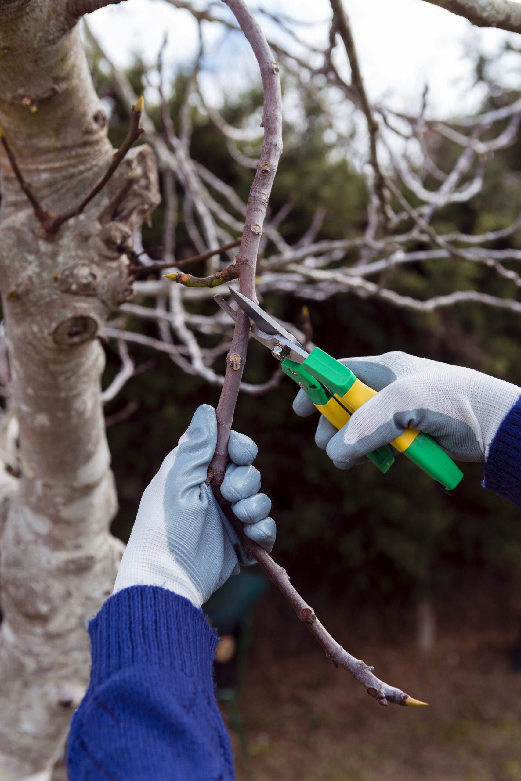 Gardener Cutting Dried Branches