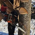 Tree Removal Permits