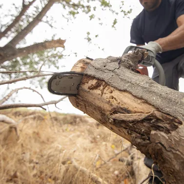 Stump Grinding