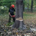 Harmony Tree Services arborist evaluating a mature tree for removal in Allentown, PA