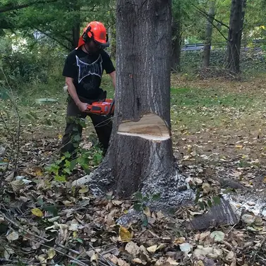 Tree Removal